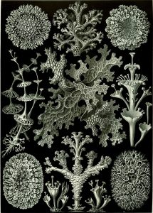 1024px-Haeckel_Lichenes